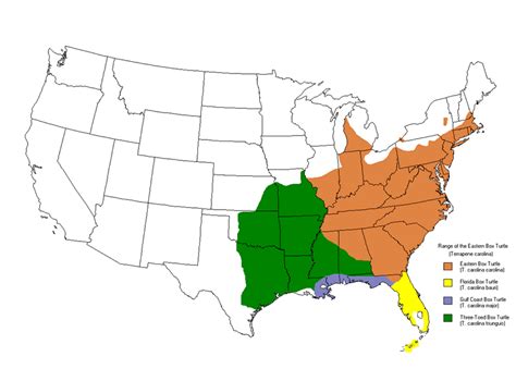 eastern box turtle distribution map|adult eastern box turtle.